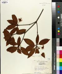 Illicium floridanum image