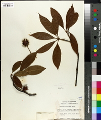 Illicium floridanum image