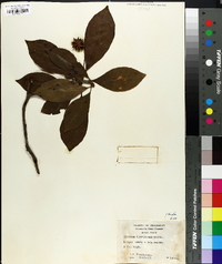 Illicium floridanum image