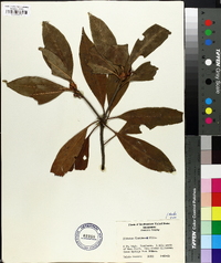 Illicium floridanum image