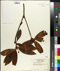 Illicium floridanum image