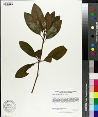 Illicium parviflorum image