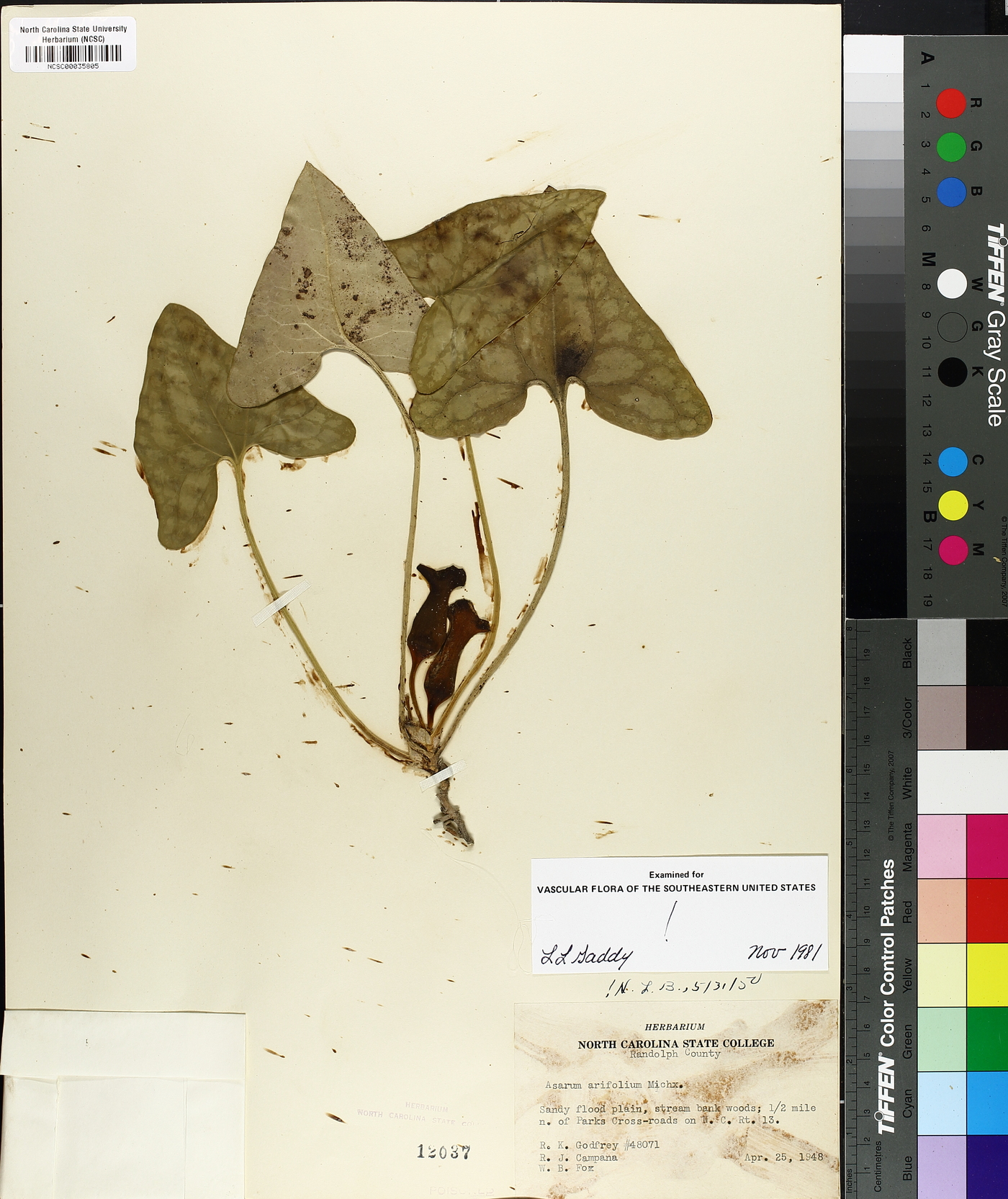 Hexastylis arifolia image