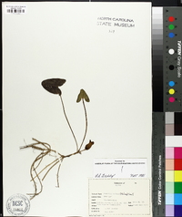 Hexastylis arifolia image