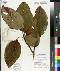 Magnolia acuminata image