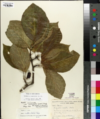 Magnolia acuminata image