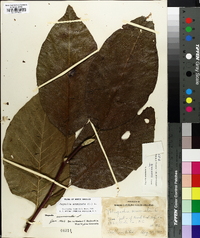 Magnolia acuminata image