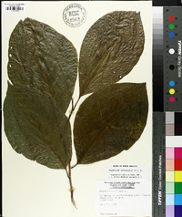 Magnolia acuminata image