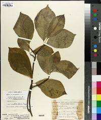 Magnolia acuminata image