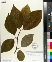 Magnolia acuminata image