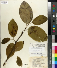 Magnolia acuminata image