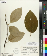 Magnolia acuminata image