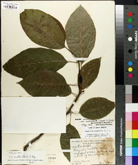 Magnolia acuminata image