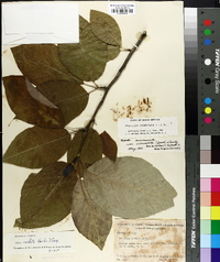 Magnolia acuminata image