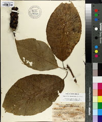 Magnolia acuminata image