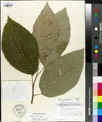 Magnolia acuminata image