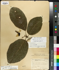 Magnolia acuminata image