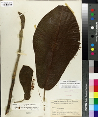 Magnolia macrophylla image