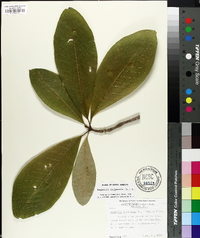 Magnolia tripetala image