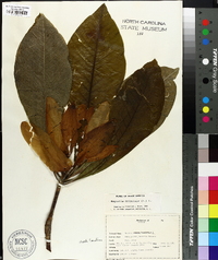 Magnolia tripetala image