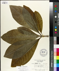 Magnolia tripetala image