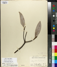 Magnolia virginiana image