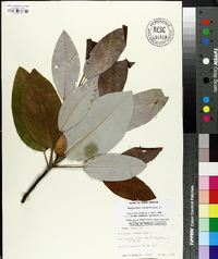 Magnolia virginiana image