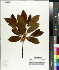 Magnolia virginiana image