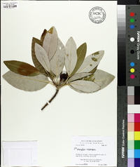 Magnolia virginiana image