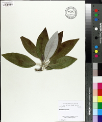 Magnolia virginiana image