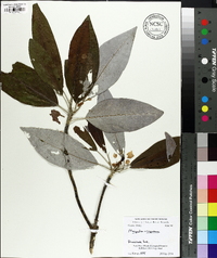 Magnolia virginiana image