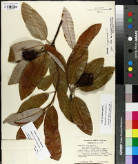 Magnolia virginiana image