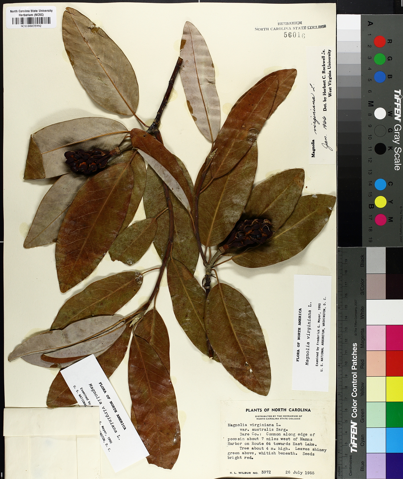 Magnolia virginiana var. australis image