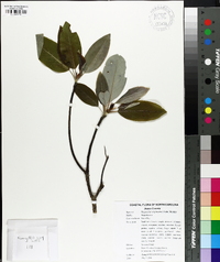 Magnolia virginiana image