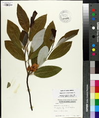 Magnolia virginiana image