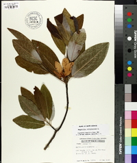 Magnolia virginiana image