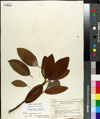 Magnolia virginiana image