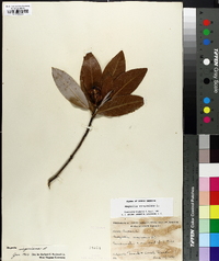 Magnolia virginiana image