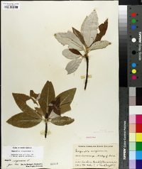 Magnolia virginiana image