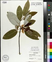 Magnolia virginiana image