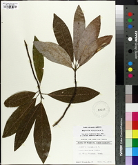 Magnolia virginiana image