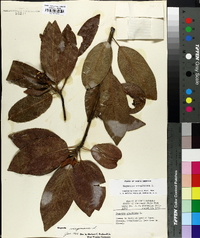 Magnolia virginiana image