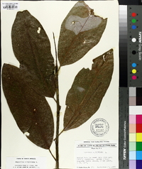 Magnolia virginiana image