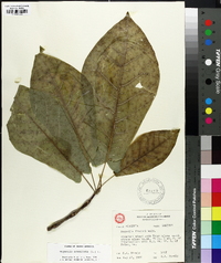 Magnolia acuminata image