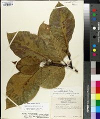 Magnolia acuminata image