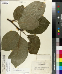 Magnolia acuminata image