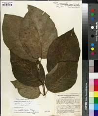 Magnolia acuminata image