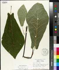 Magnolia acuminata image