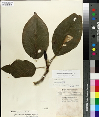 Magnolia acuminata image