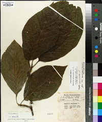 Magnolia acuminata image